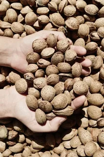 خرید بادام درختی عمده + بهترین قیمت